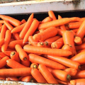 Fournir directement à l&#39;usine des carottes fraîches